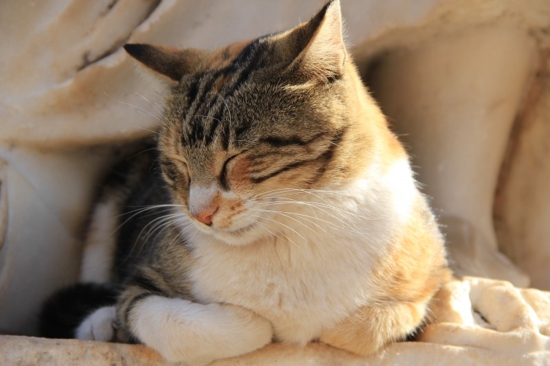cat-sleep-hot-shadow-calm-kitten-rest-feline